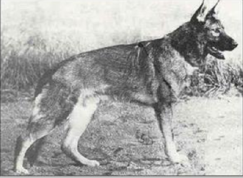 German Shepherd
