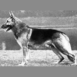 German Shepherd