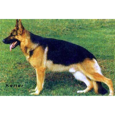 German Shepherd