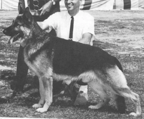 German Shepherd