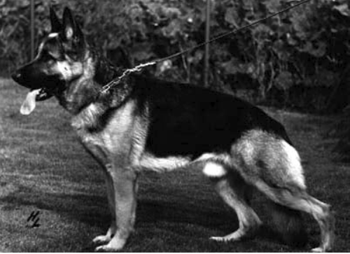 German Shepherd