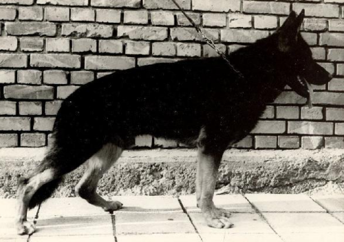 German Shepherd