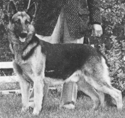 German Shepherd