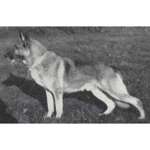 German Shepherd