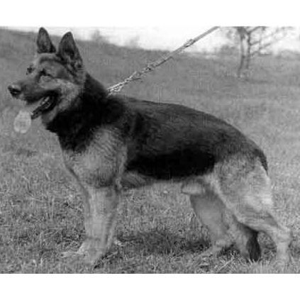 German Shepherd