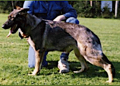 German Shepherd