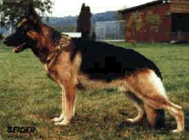 German Shepherd