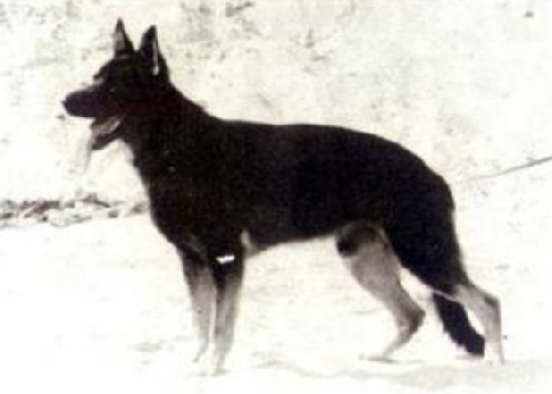 German Shepherd