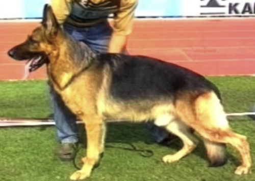 German Shepherd
