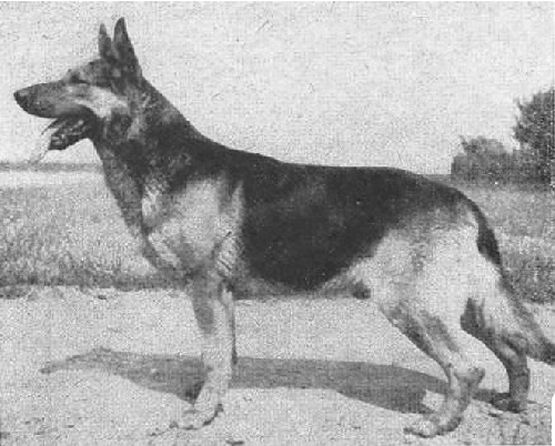 German Shepherd