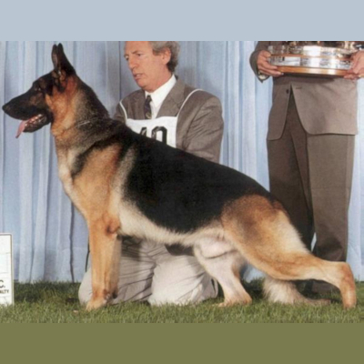 German Shepherd