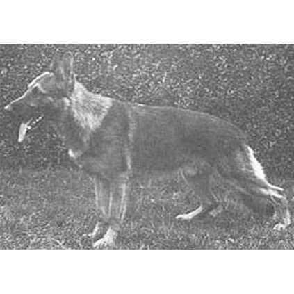 German Shepherd