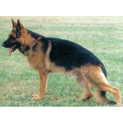 German Shepherd