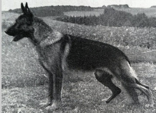 German Shepherd