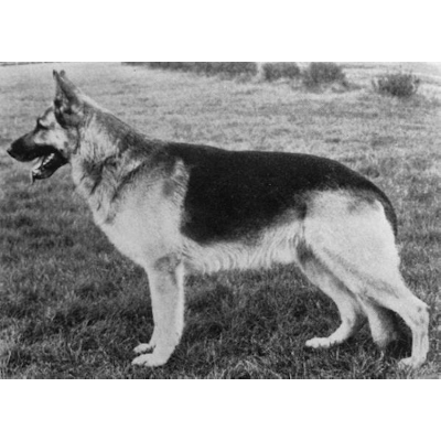 German Shepherd