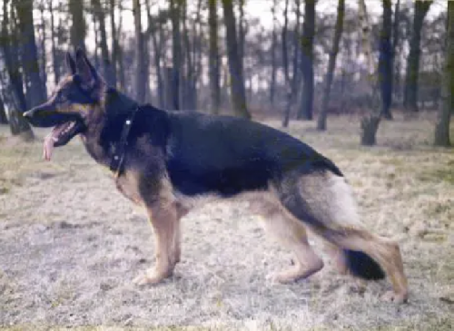 German Shepherd