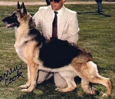 German Shepherd