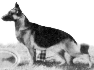 German Shepherd