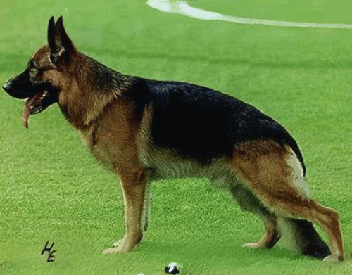 German Shepherd