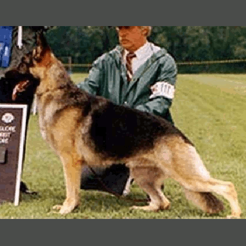 German Shepherd