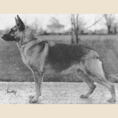 German Shepherd