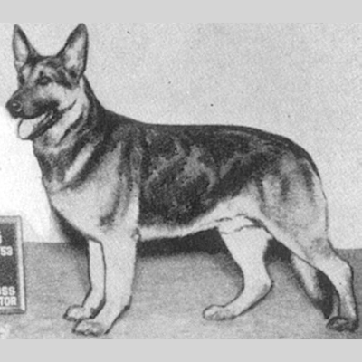 German Shepherd