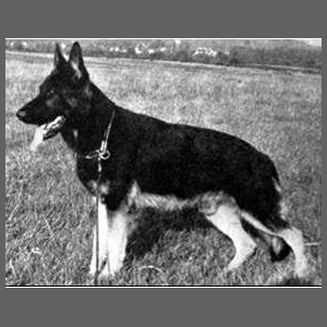 German Shepherd
