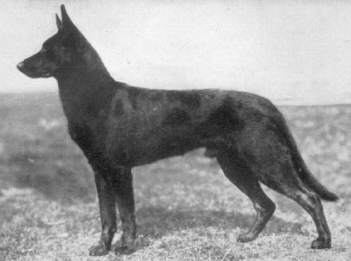 German Shepherd
