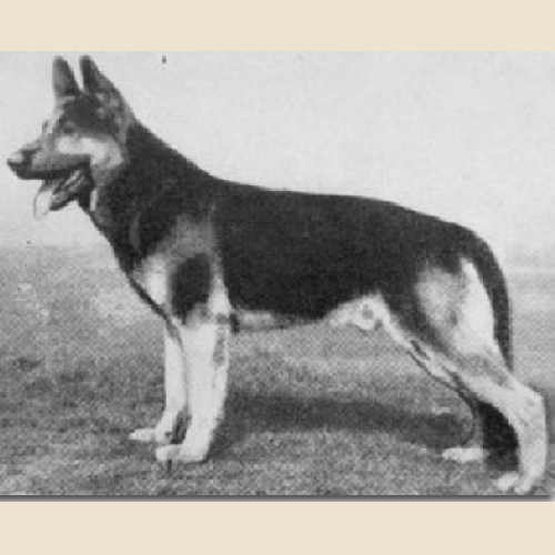 German Shepherd