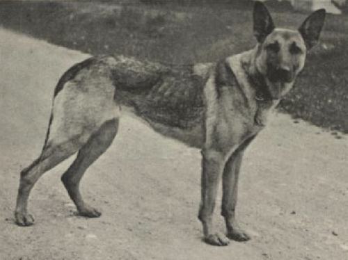 German Shepherd