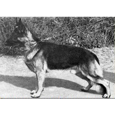German Shepherd