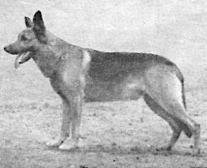 German Shepherd