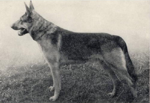 German Shepherd
