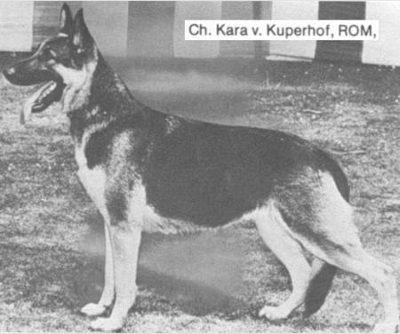 German Shepherd