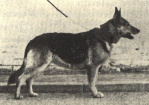 German Shepherd