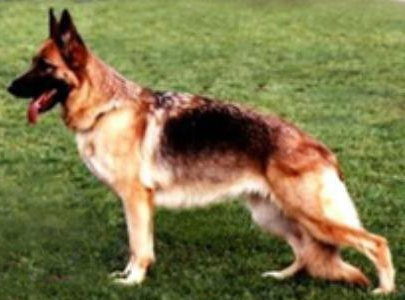 German Shepherd
