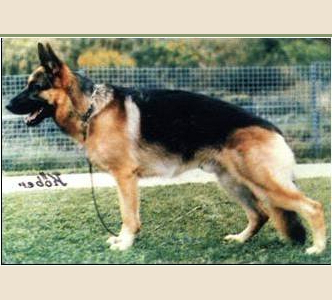 German Shepherd