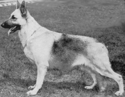 German Shepherd
