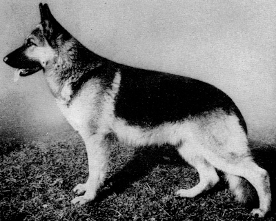German Shepherd