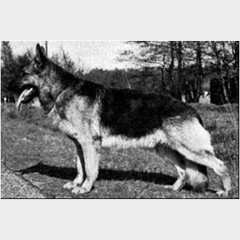 German Shepherd