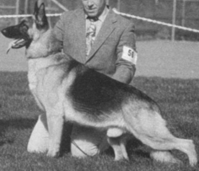 German Shepherd