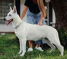 German Shepherd