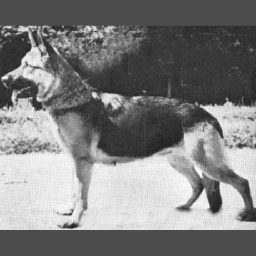 German Shepherd