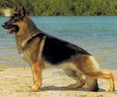 German Shepherd