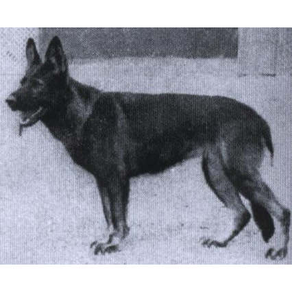 German Shepherd
