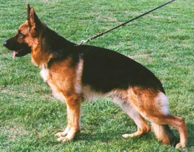 German Shepherd