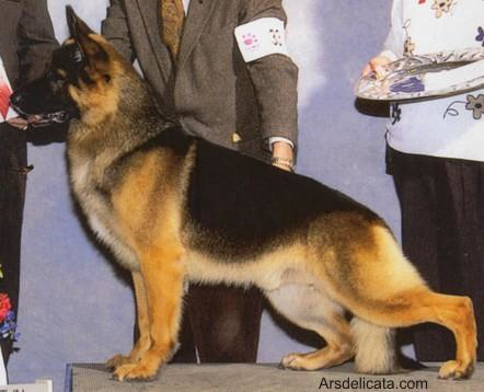 German Shepherd