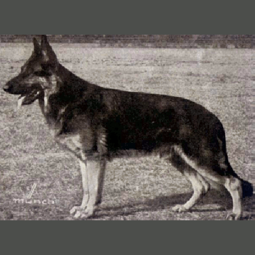 German Shepherd