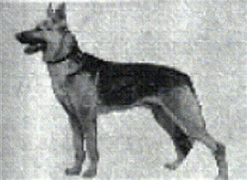 German Shepherd