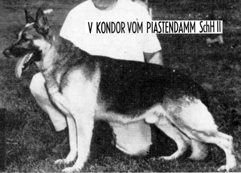 German Shepherd